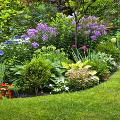 10 Growing Perennial Plants for your garden | - TN Nursery