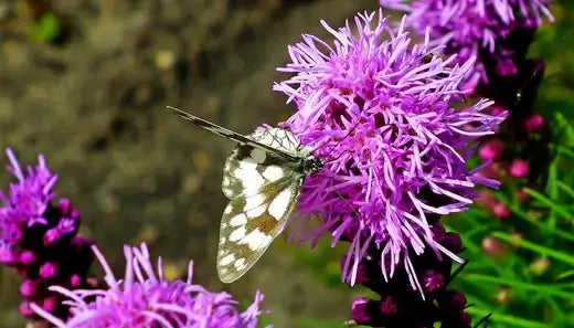 Enhancing Your Landscape with Blazing Star - TN Nursery