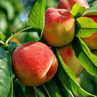 Ripe red-blushed peaches with yellow skin among green leaves for garden trees
