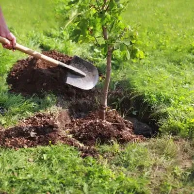 What Is the Best Online Plant Nursery? - TN Nursery