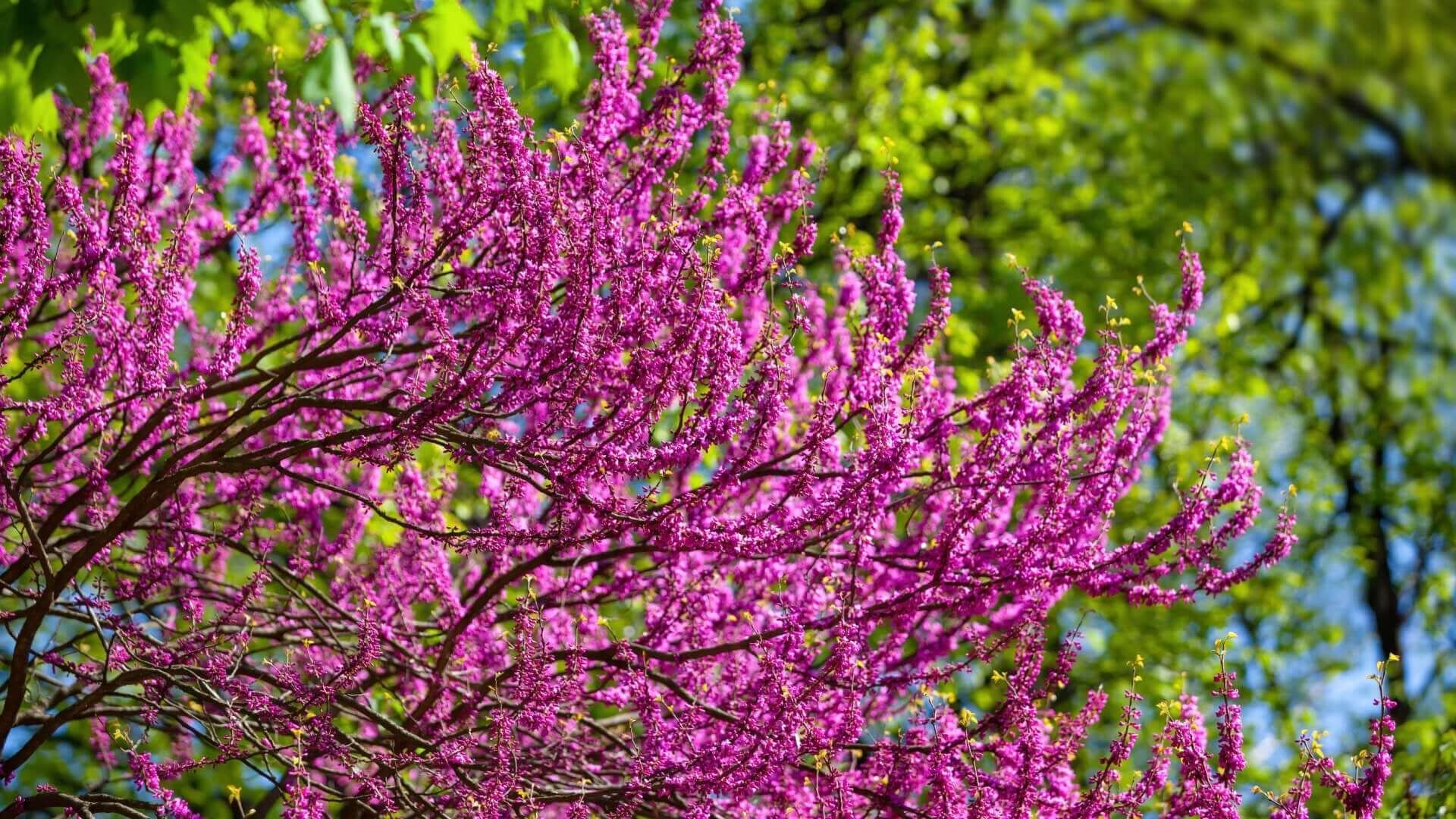 How To Grow Redbud Trees - TN Nursery
