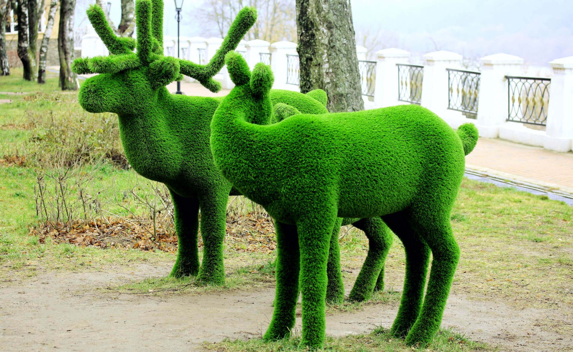 Creating a Moss Garden: Tips and Inspiration - TN Nursery