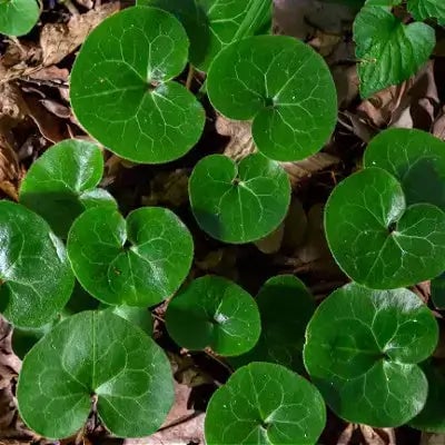 European Ginger - TN Nursery - TN Nursery