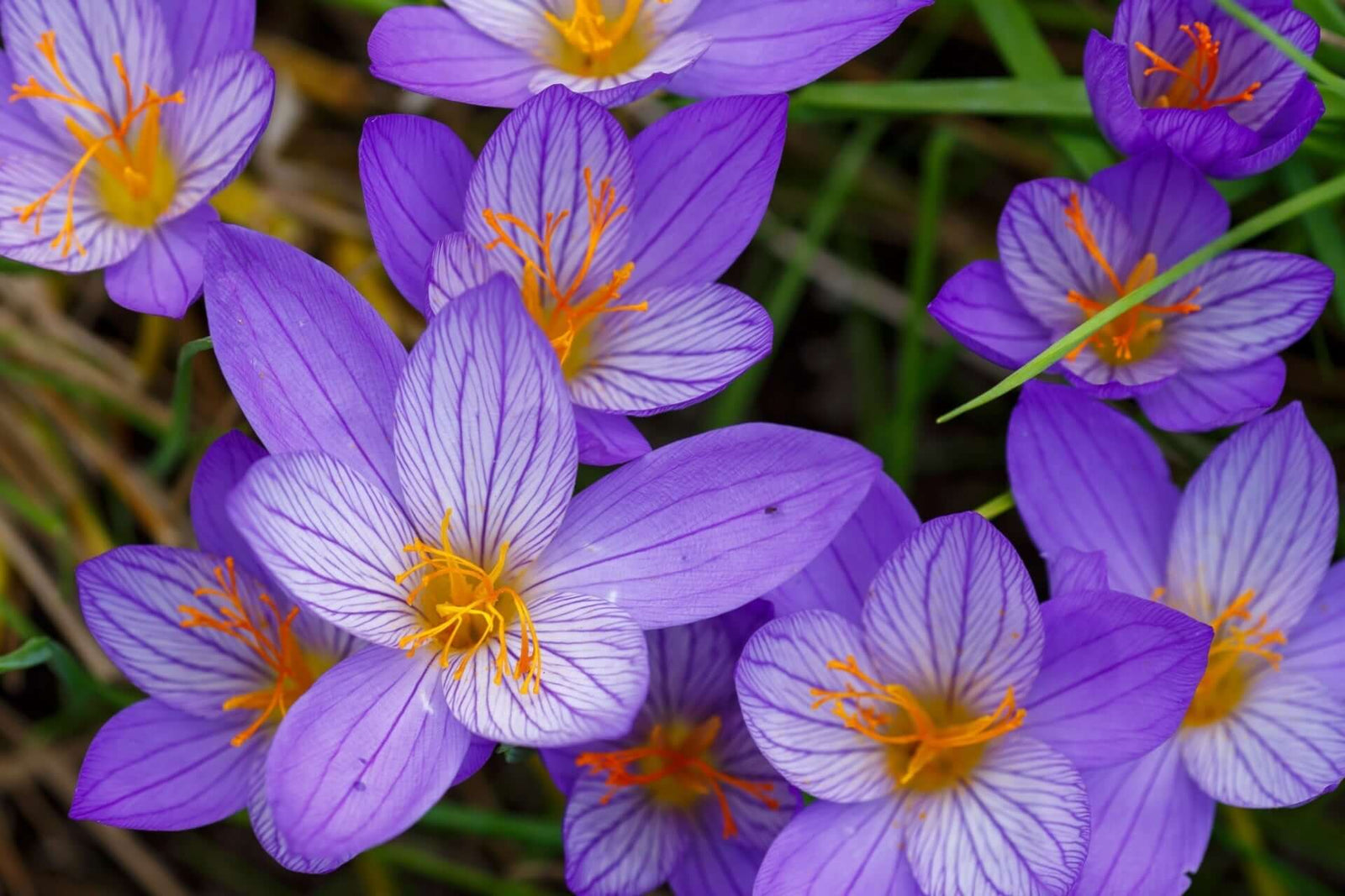 Crocus Plants: The Colorful Heralds of Spring Blooms – TN Nursery