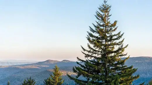 Virginia Pine Tree, a Unique Tree | TN Nursery - TN Nursery