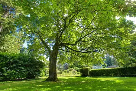 Healthy tree in a well-maintained garden - Lessons Learned By A Novice Gardener