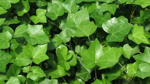 Planting vines successfully - TN Nursery