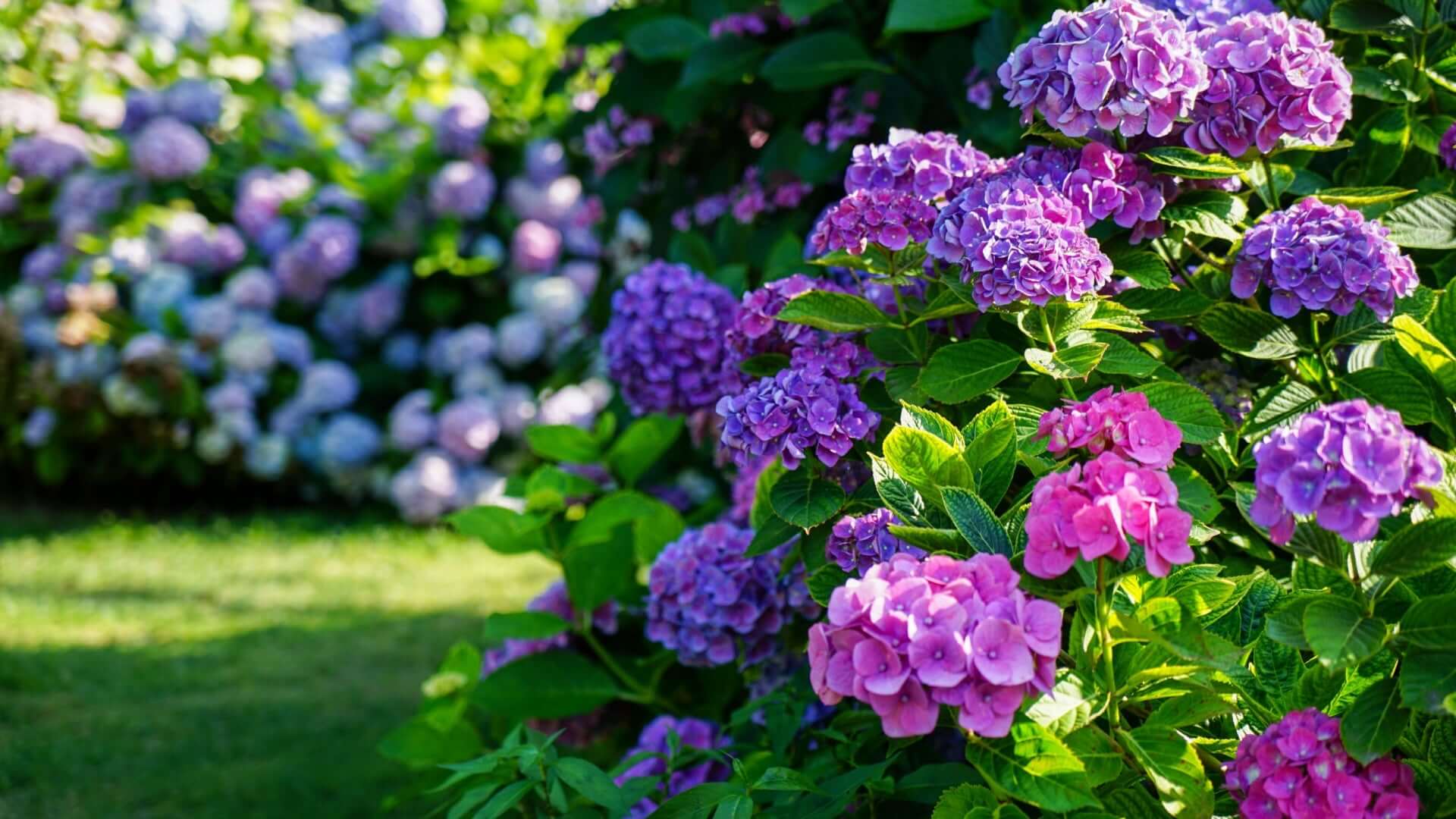 Is It Good to Prune Hydrangeas in Autumn? - TN Nursery