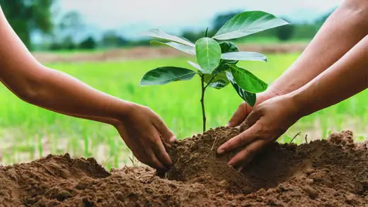 8 steps on How To Plant a Tree - TN Nursery