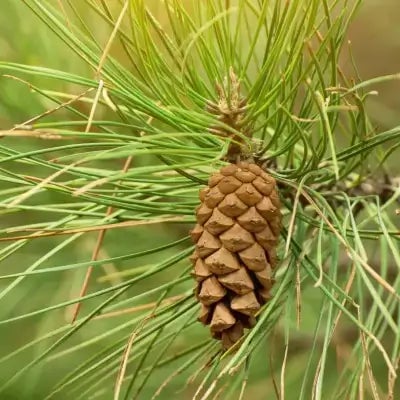 The Virginia Pine Tree - TN Nursery