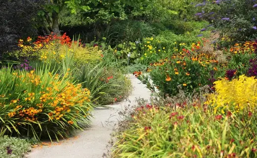 Perennial Plants for Pathways - TN Nursery