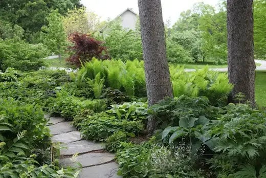 Native Ferns | TN Nursery | TN Nursery - TN Nursery