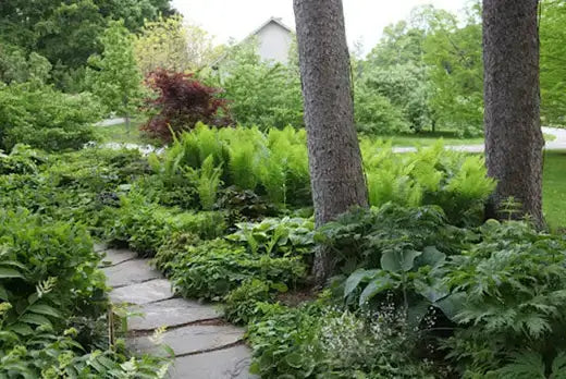 Native Ferns | TN Nursery | TN Nursery - TN Nursery