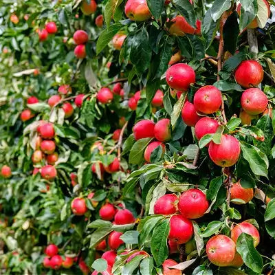Apple tree with ripe apples | Common Apple Tree Diseases