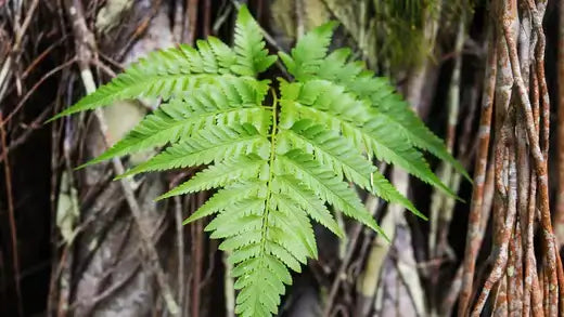 10 Advantages Of Planting Ferns - TN Nursery