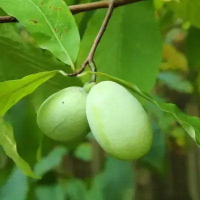 Pawpaw Trees - TN Nursery