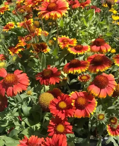Planting and Caring For Perennials: A Comprehensive Guide - TN Nursery