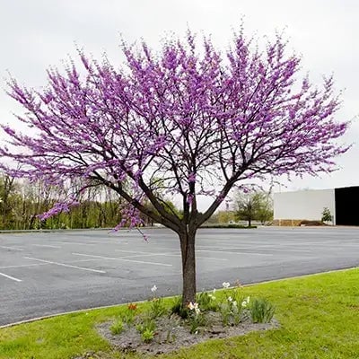 The Secret to Long-Term Blooms: Redbud Trees, Forsythia Shrubs, Dogwood Trees, and Perennials - TN Nursery