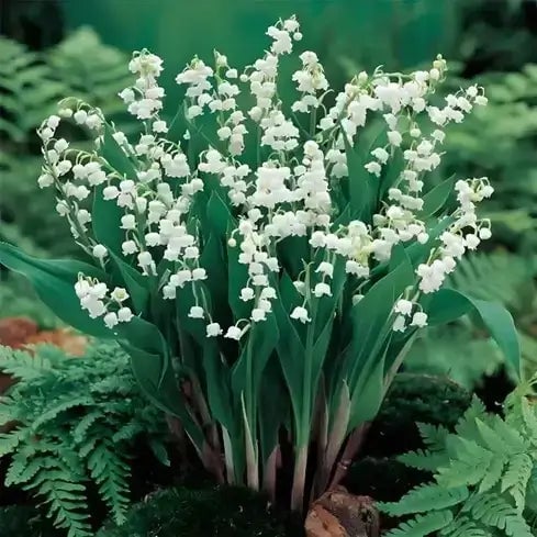 How to Devide and Multiply Your Perennial Plants - TN Nursery