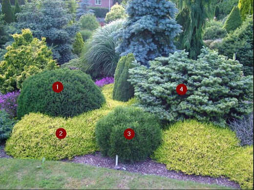 Tn Nursery - Ways to Create Privacy Borders - TN Nursery