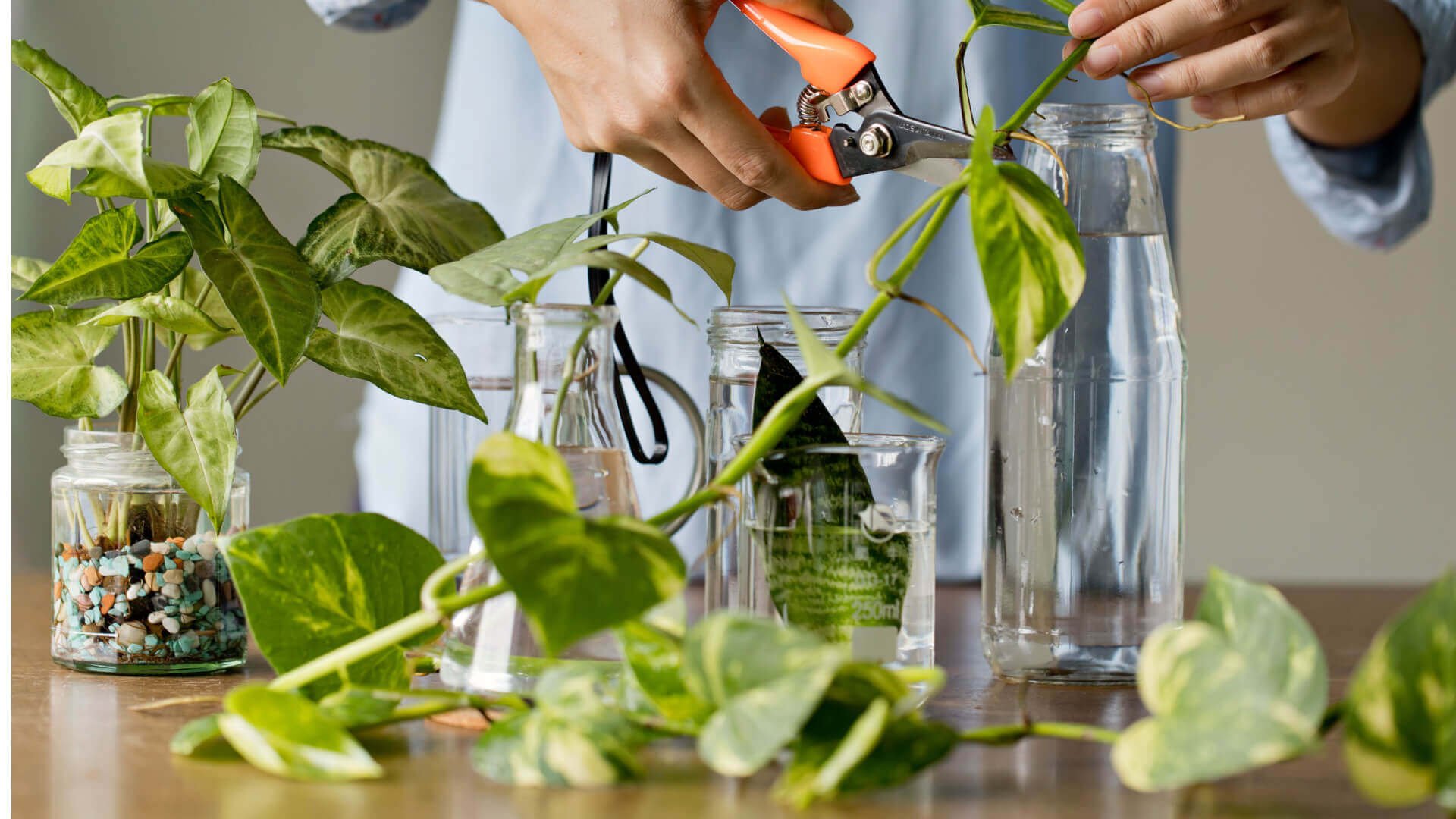 Plant Propagation: A Comprehensive Exploration - TN Nursery
