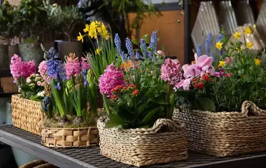 Woven wicker baskets of pink purple yellow hyacinths for budget gardening