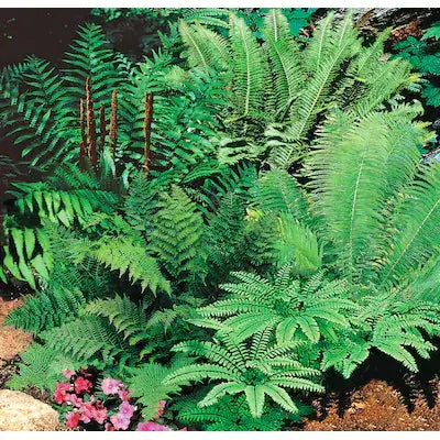 Lush native ferns with feathery green fronds and tall brown stalks