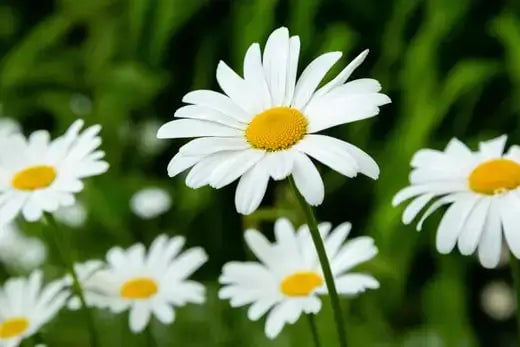 How To Grow Perennials Successfully - TN Nursery