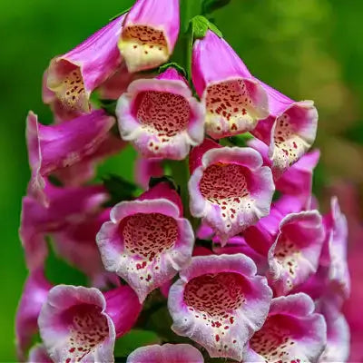 9 Toxic Plants That Could Be In Your Garden - TN Nursery