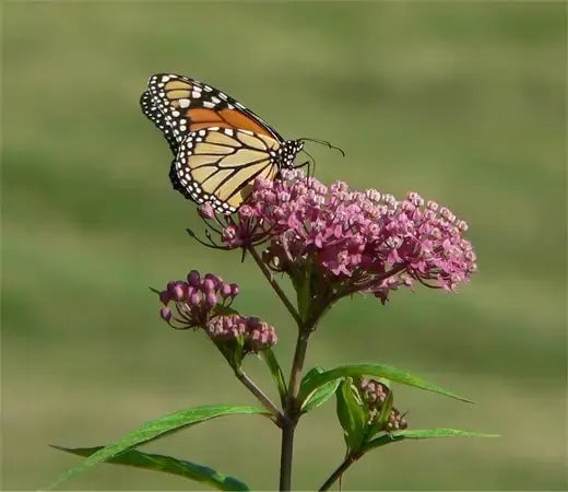 How to grow Milkweed to Attract Butterflies - TN Nursery
