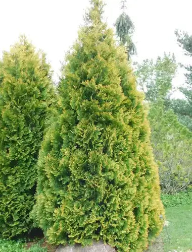 Varieties of Arborvitaes You Should Plant - TN Nursery