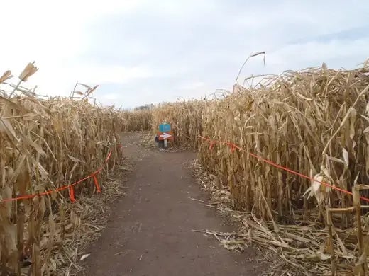 Corn Mazes - Family Bonding - TN Nursery
