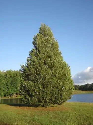 The Pros & Cons of Eastern Red Cedar - TN Nursery
