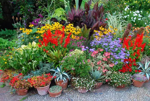 9 Advantages of Ordering Plants Online - TN Nursery