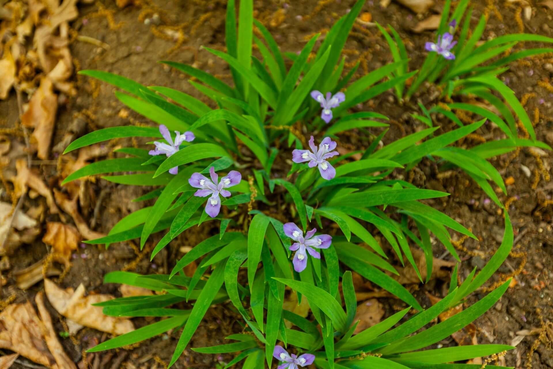 Exploring Dwarf Crested Iris | TN Nursery