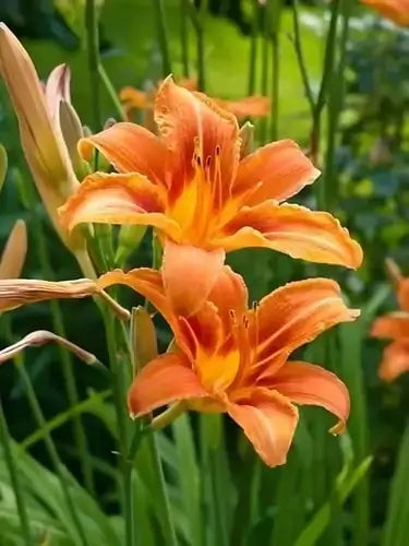8 Low Maintenance Perennials - TN Nursery