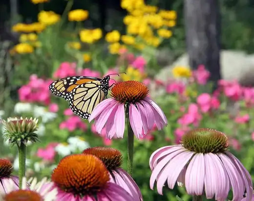 Perennial Plants Are Lovely For Any Garden - TN Nursery