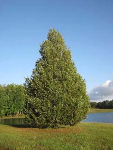 10 Advantages Of Evergreens | TN Nursery - TN Nursery