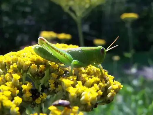 Common Pests and Insects In Gardening - TN Nursery