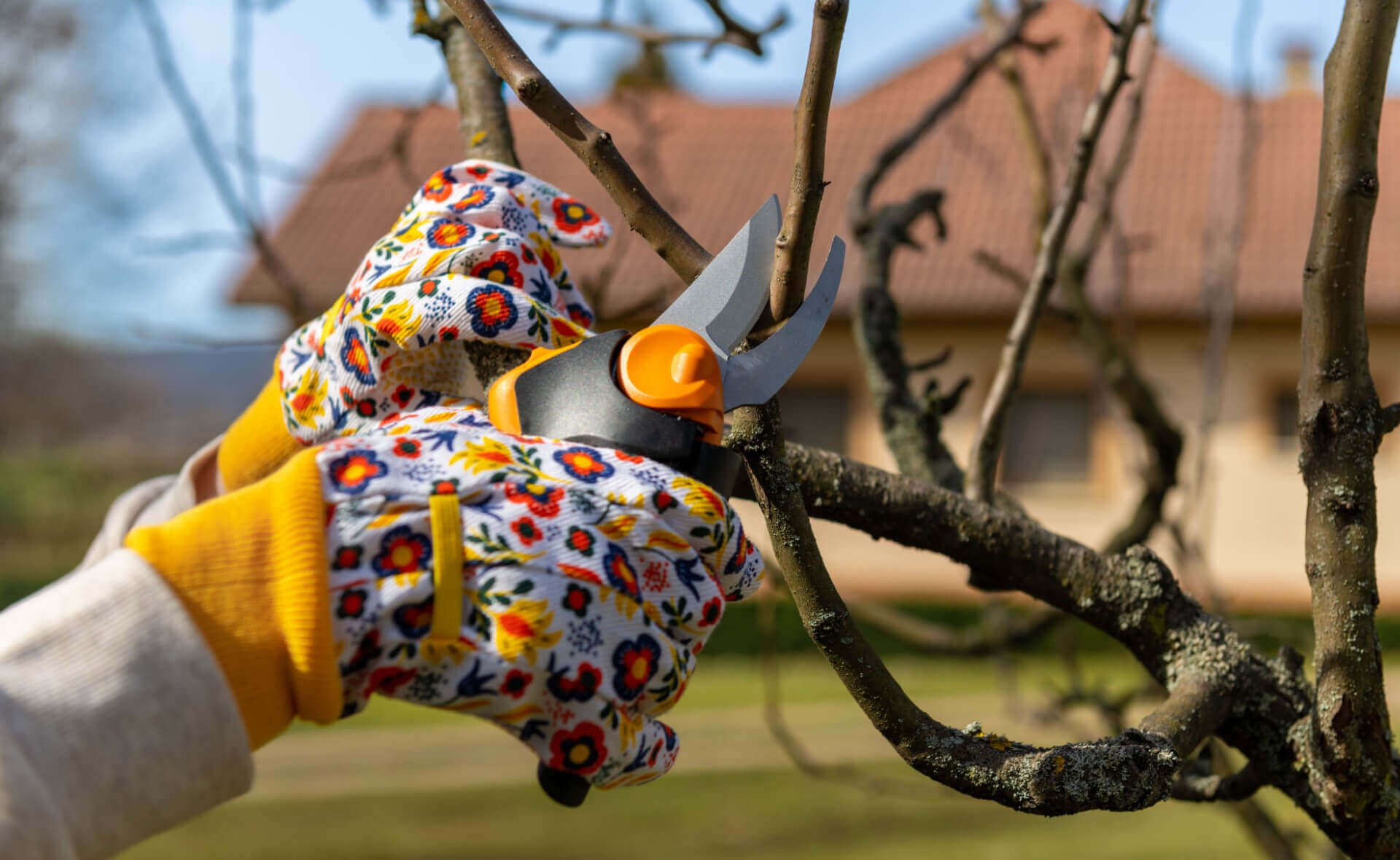 How to Prune Trees and Shrubs Before Winter - TN Nursery