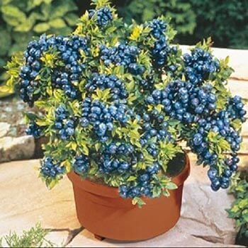 Wildlife Attracting Plants | TN Nursery - TN Nursery
