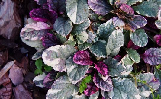 Embracing Moody Colors: Gardening Trend for 2024 - TN Nursery