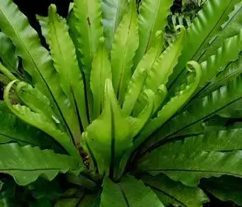 Explore the Unique Advantages of Local Fern Varieties – TN Nursery