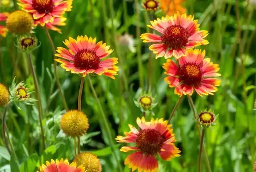4 Long Blooming Season Perennial Favorites for Autumn - TN Nursery