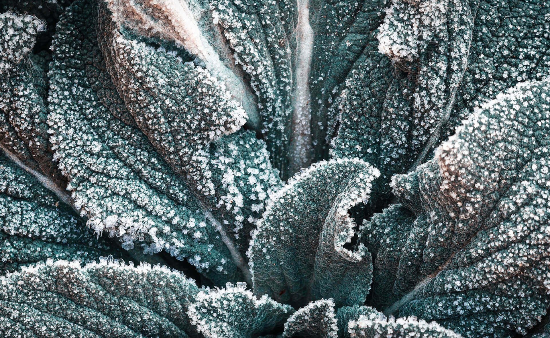 Hardy and Resilient Plant Varieties - TN Nursery