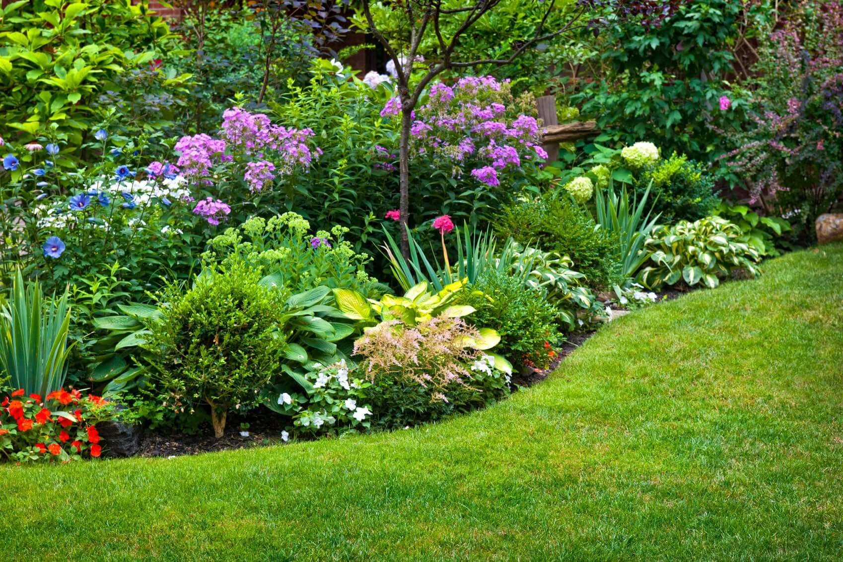 7 Early Spring Blooming Perennials Every Garden Should Have - TN Nursery