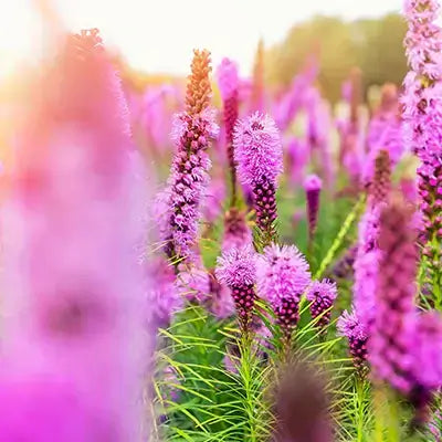 Using Blazing Star to Extend Your Garden's Bloom Season - TN Nursery