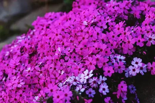 Bring Vibrancy to Your Landscape with Annual Phlox - TN Nursery