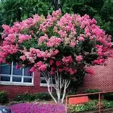 10 Best Flowering Plants | TN Nursery - TN Nursery
