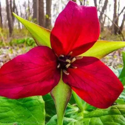 Red Trillium Perennial Plant - TN Nursery
